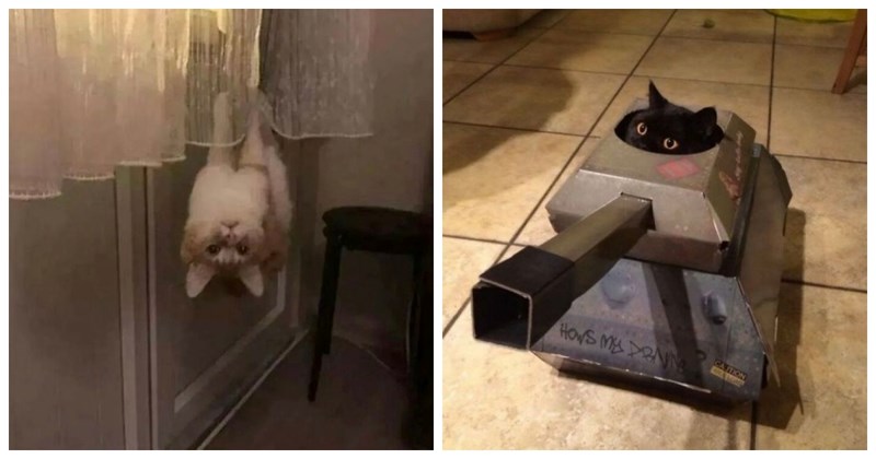 13 najslađih i ujedno najkaotičnijih slika s Twitter profila posvećenog mačkama