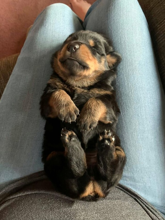 Mali Rottweiler