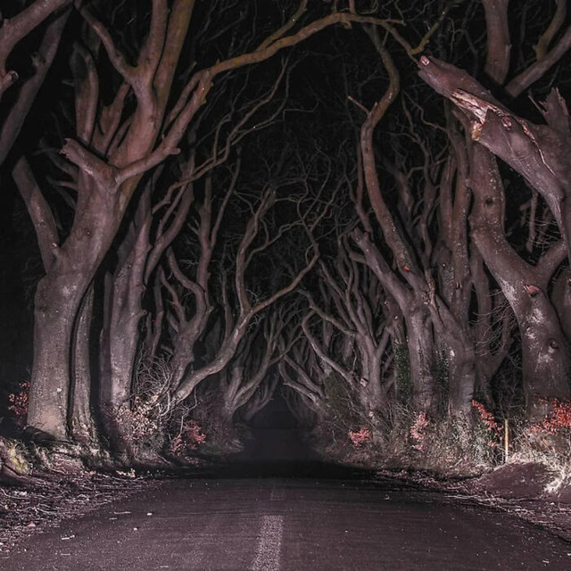 Dark Hedges u Sjevernoj Irskoj