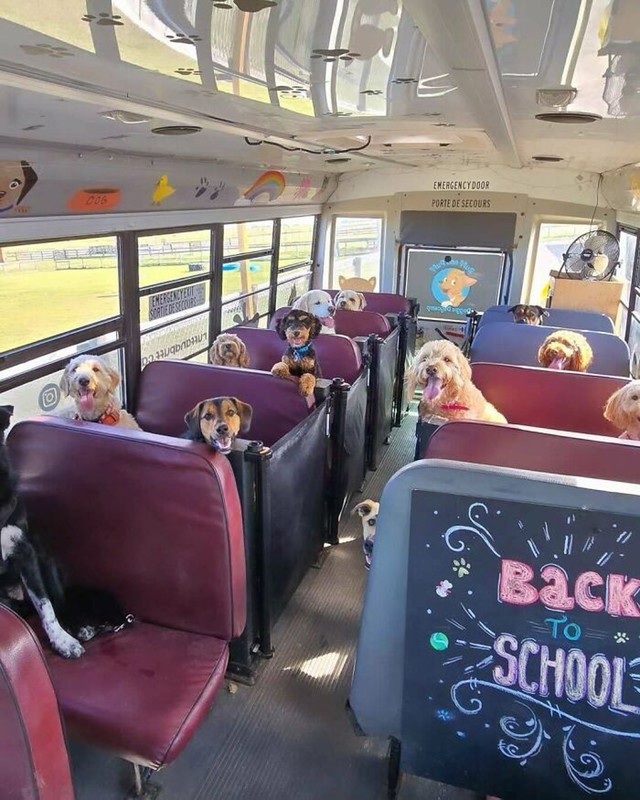 Školski autobus za pse