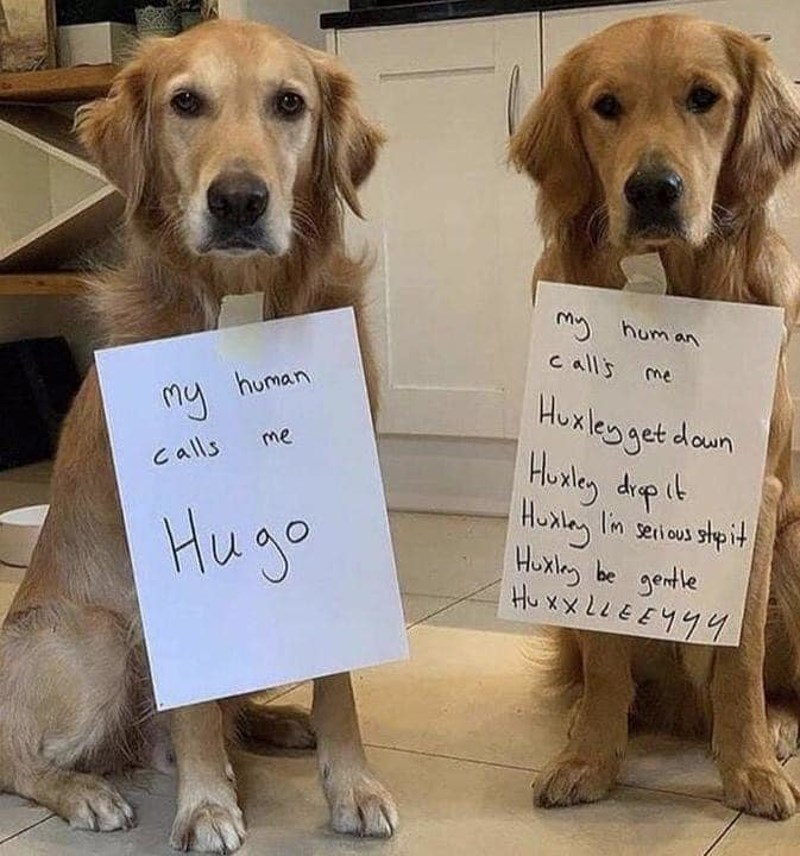 "Mene zovu Hugo"; "Mene zovu Huxley nemoj ovo, Huxley nemoj ono, Huxley sad je stvarno dosta...""