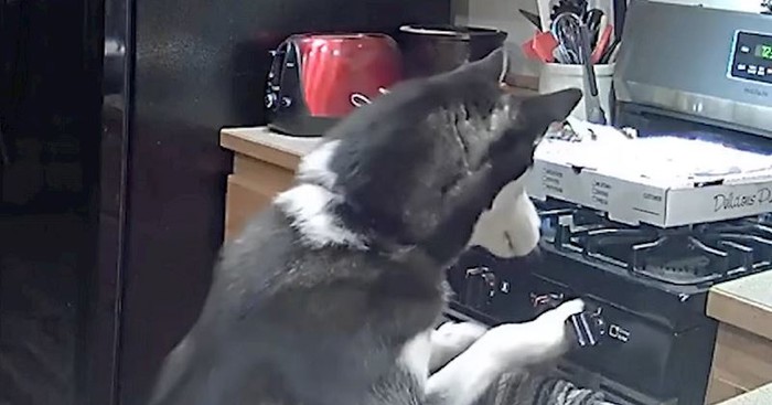 Haski je pokušao ukrasti pizzu sa štednjaka, napravio kaos i pobjegao. Snimka će vas šokirati