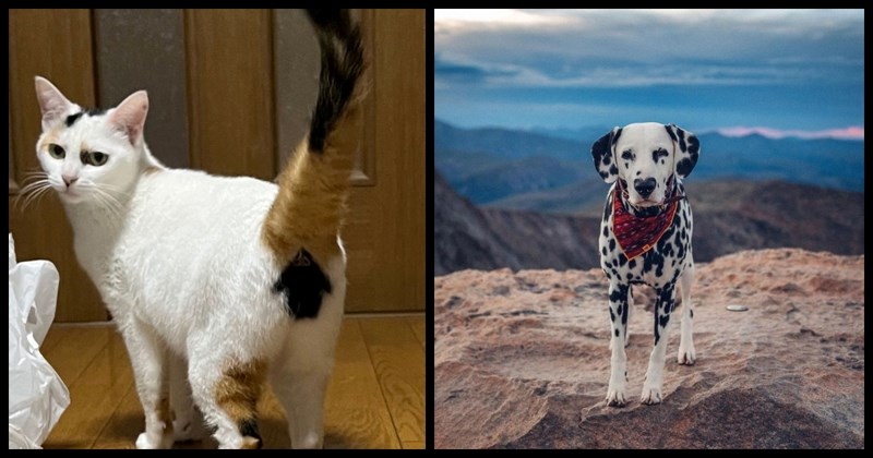 23 životinje postale su zvijezde mreža zbog neobičnih, jedinstvenih i preslatkih detalja na krznu