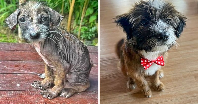 15 pasa koji su doživjeli dirljive transformacije nakon što su spašeni s ulice i udomljeni