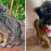 15 pasa koji su doživjeli dirljive transformacije nakon što su spašeni s ulice i udomljeni