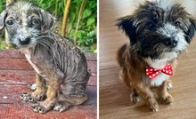 15 pasa koji su doživjeli dirljive transformacije nakon što su spašeni s ulice i udomljeni