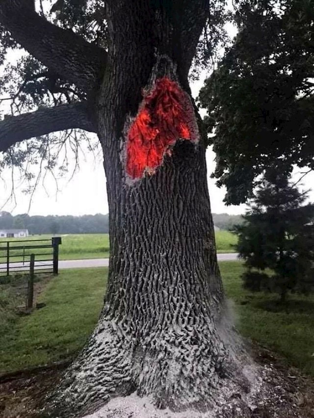 Stablo koje izgara iznutra nakon što ga je pogodio grom