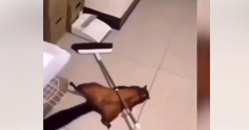 Vjeverica je lažirala vlastitu smrt i postala viralni hit, danas nećete vidjeti ništa luđe!