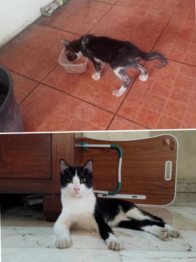 Elegantna transformacija