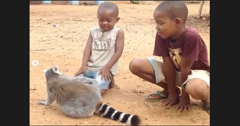 Klinci su mazili lemura i nakratko se zaustavili. Urnebesnu reakciju životinje lajkaju milijuni!