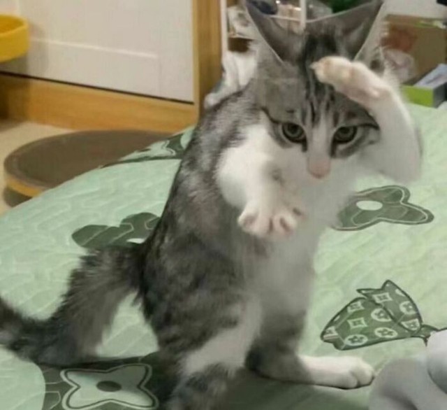 Kung Fu mačka