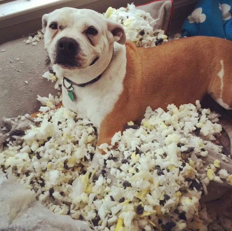 Svi pišu o svojim psima koji slože tužne face kada naprave nešto krivo. A tu je i moj pas, koji je očito ponosan na svoj rad.