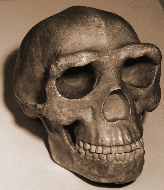 Gotovo svi ostaci Homo Erectus Pekinensis