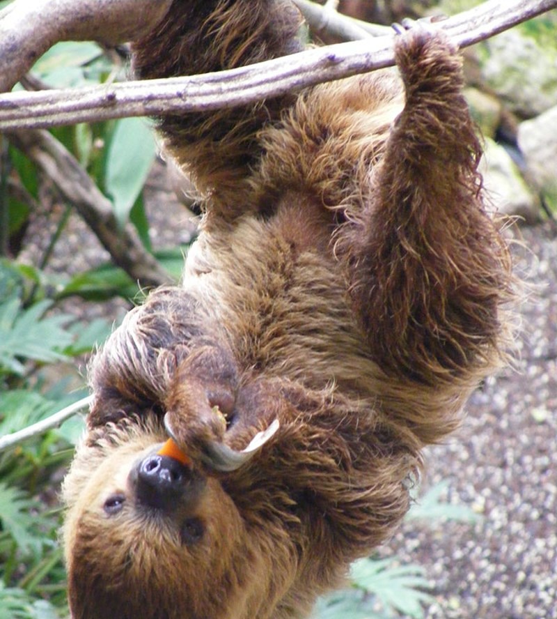 Ljenjivac može zadržati dah duže od delfina.