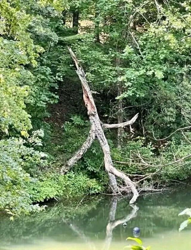 Izgleda li i vama ovo stablo kao da se šulja iz šume?