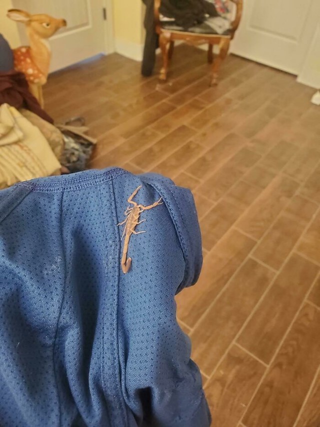 Škorpion u gaćama