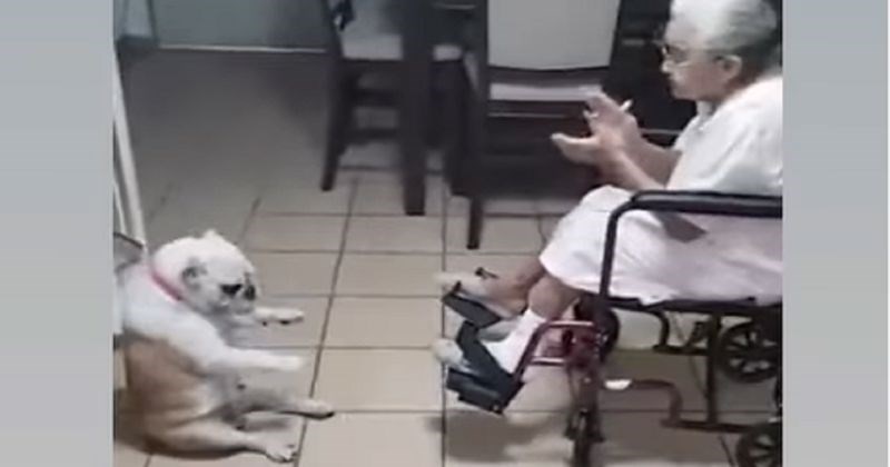 Ples bake i psa rastopio je milijune diljem svijeta, preslatka snimka nikoga ne ostavlja ravnodušnim