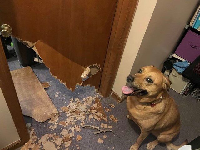 Pas je odlučio pojesti vrata moje sobe koja sam slučajno zatvorio kada sam otišao na posao