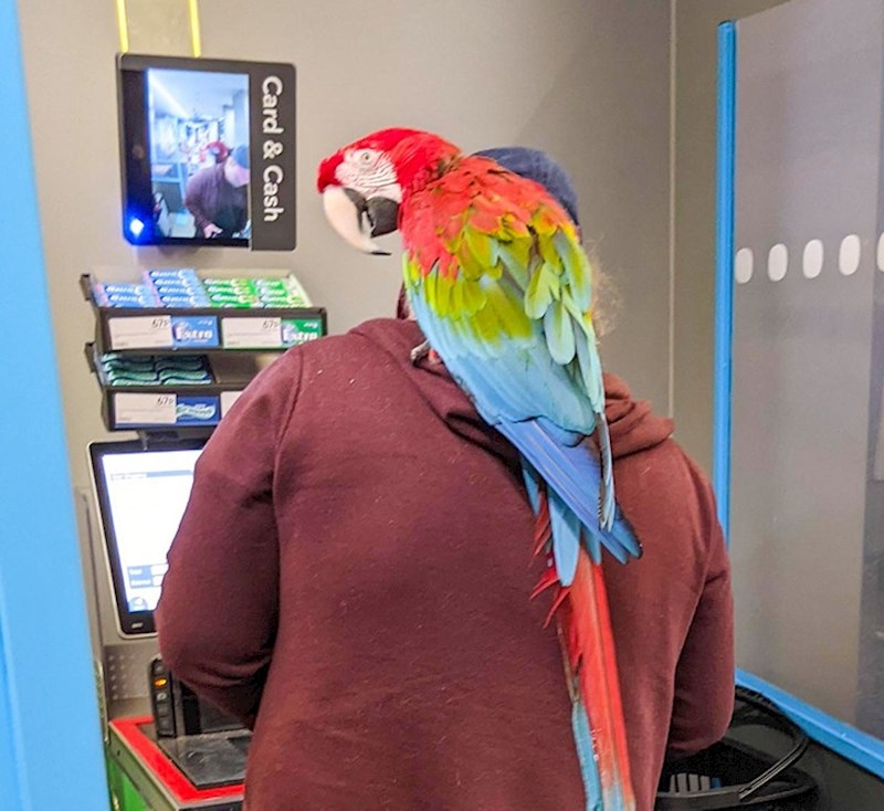 Susjed i njegova papiga su nerazdvojni