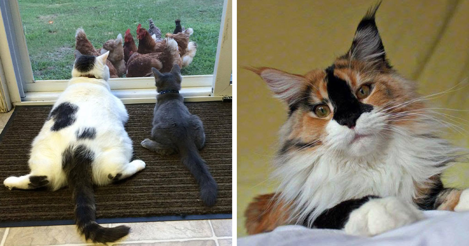 15 preslatkih i smiješnih fotografija mačaka koje će vam odmah popraviti raspoloženje