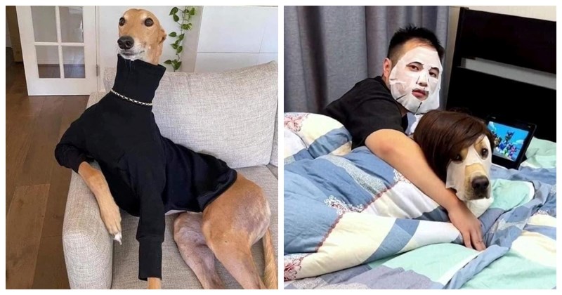 20+ urnebesnih fotki životinja koje će vam definitivno popraviti dan