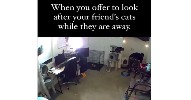 Tip se ponudio da pričuva frendici mačke dok je na putu, one ga uništile. Sve je snimila kamera...