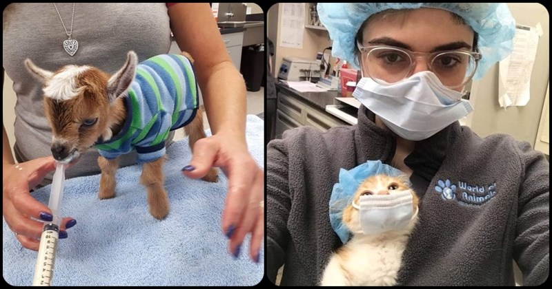 Veterinari dijele fotke koje potvrđuju da rade najbolji posao na svijetu, evo 30 najslađih dokaza