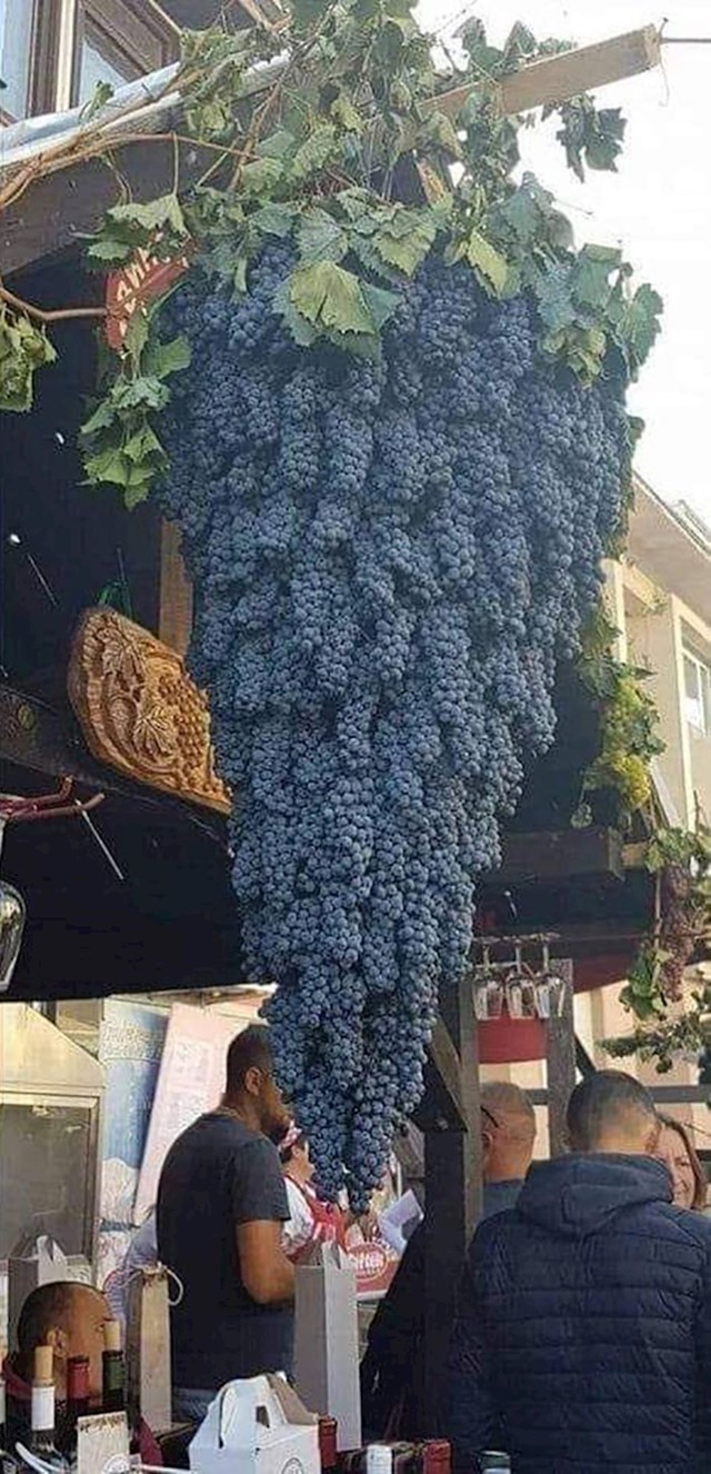 Grozdovi su formirali veliki grozd
