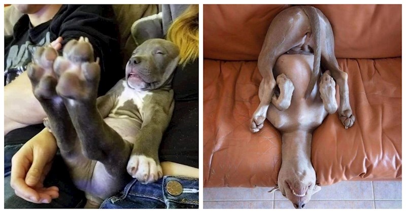 20 puta kada je san savladao pse na najneobičnijim mjestima i u najurnebesnijim pozama