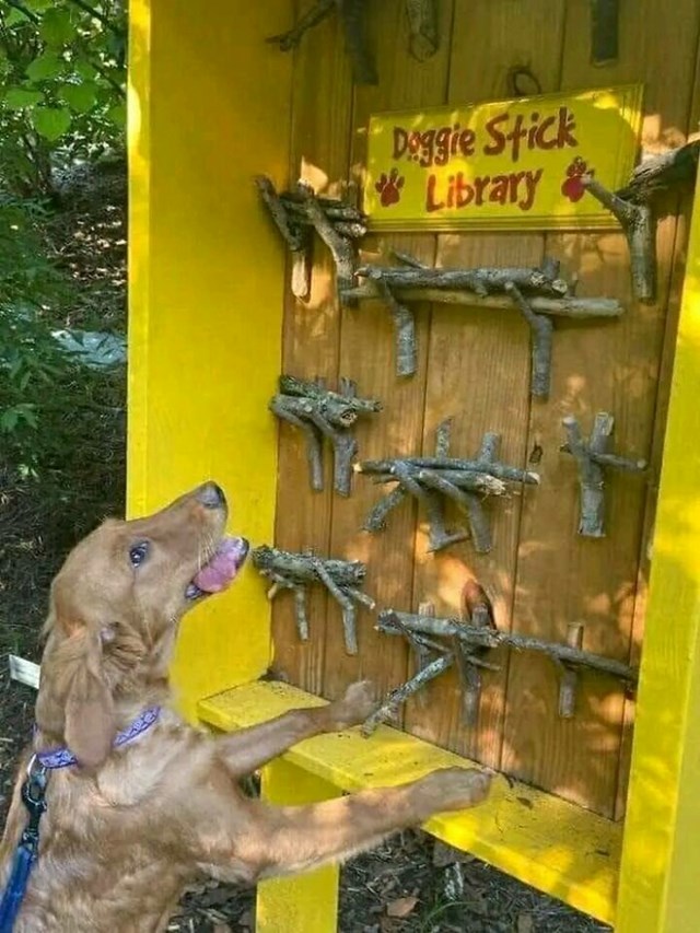 Svijet treba više stanica za iznajmljivanje štapova za pse!!!