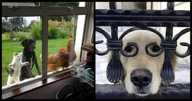 17 kadrova slađih od čokolade sa životinjama u prvom planu, ova galerija rastopit će baš svakoga