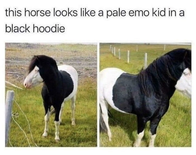 Konj u "emo" fazi