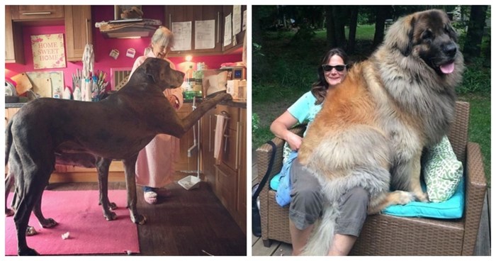 17 ljudi koji su htjeli psa, ali su na kraju dobili ogromnog vunenog vuka