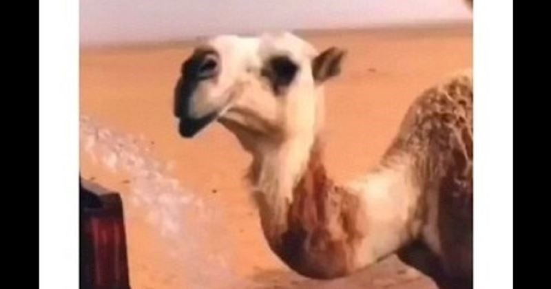 Dirljiva snimka deva, koje slave što su ugledale vodu, rastopila je ljude diljem svijeta. I vas će!