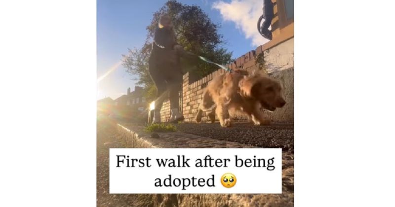 Kad su vidjeli tu sreću, vlasnici su morali snimiti prvu šetnju svog udomljenog psića! Divan je