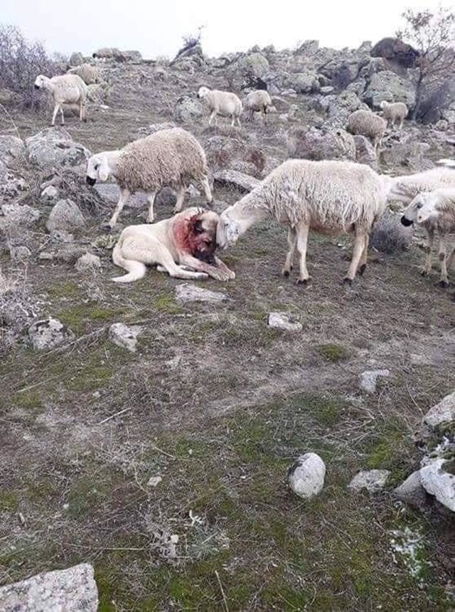 Ovca pokazuje zahvalnost psu nakon što ih je spasio od napada vuka.