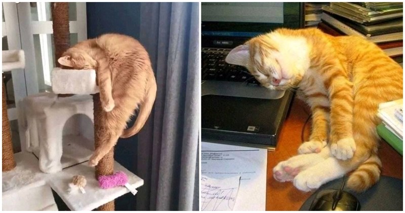 12 puta kada san nije birao mjesto ni vrijeme i podario nam je ove urnebesne fotke usnulih maca