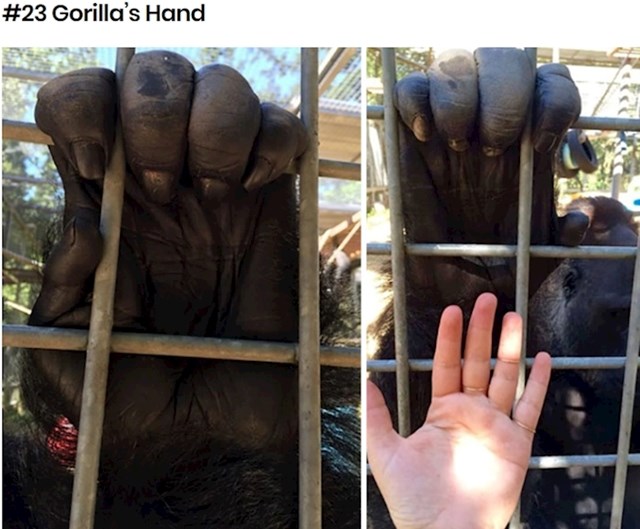 Ruka gorile i ruka čovjeka