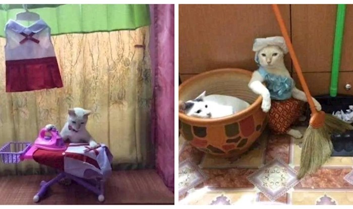 Tip fotka mačke dok "obavljaju" kućanske poslove, a Internet umire od smijeha! Slike su hitčina!
