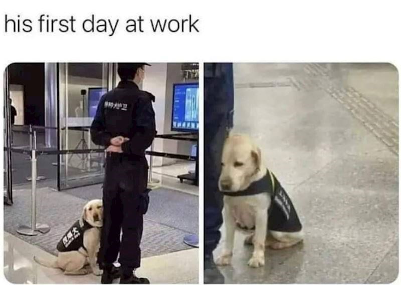 11. Netko nije oduševljen prvim radnim danom