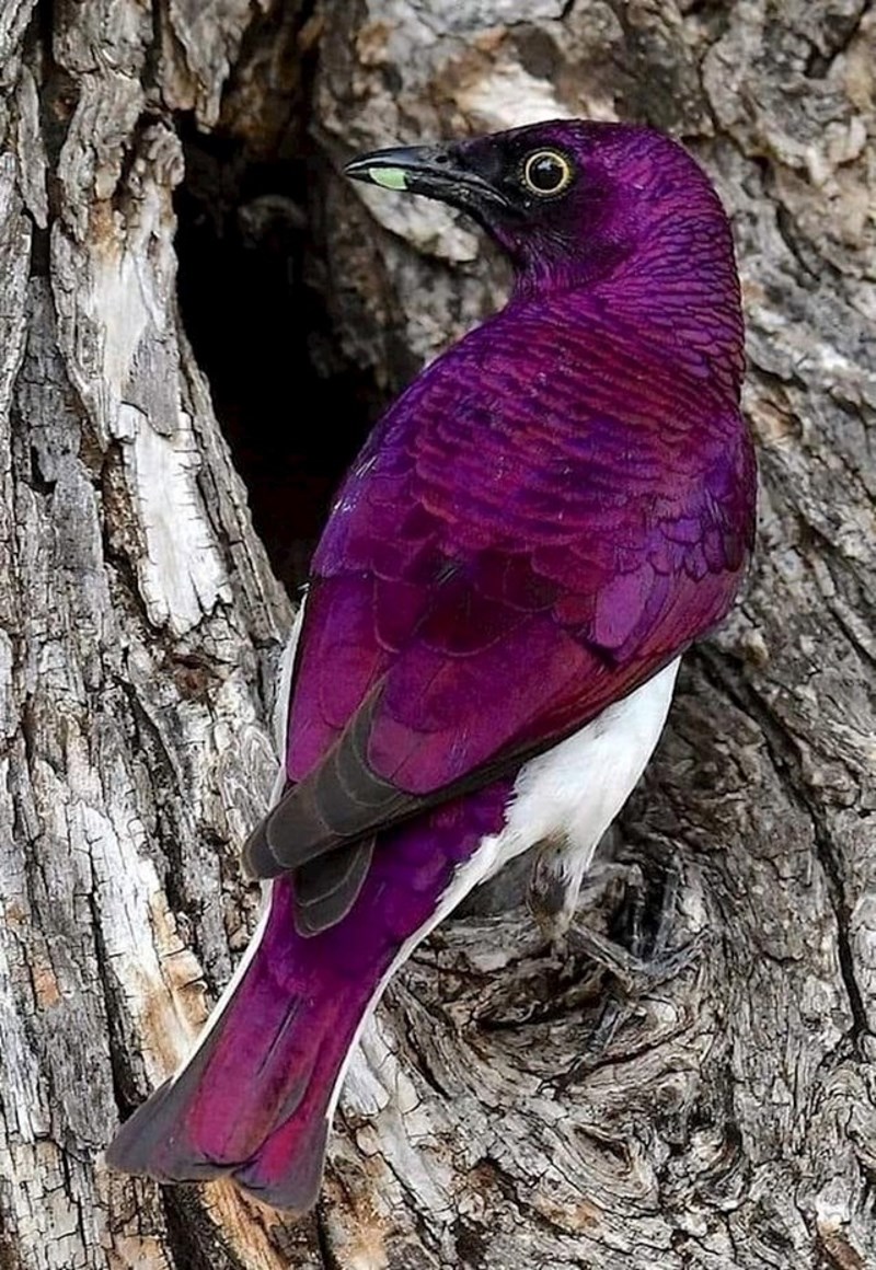 Ova predivna ptica znanstvenog naziva Cinnyricinclus leucogaster živi u Africi