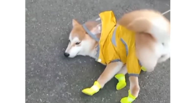 Vlasnici snimaju pse u obući. Ljubimci nisu oduševljeni, ali internet plače od smijeha na video!