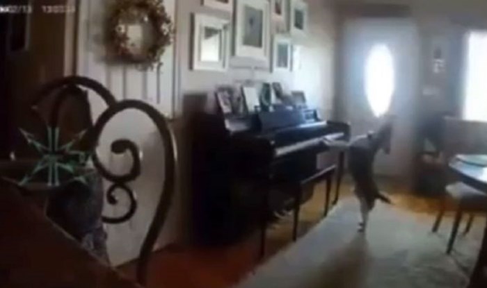 Vlasnici su postavili kameru u stan da vide što im pas radi kad je sam, snimku lajkaju milijuni