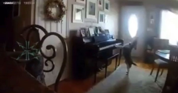 Vlasnici su postavili kameru u stan da vide što im pas radi kad je sam, snimku lajkaju milijuni