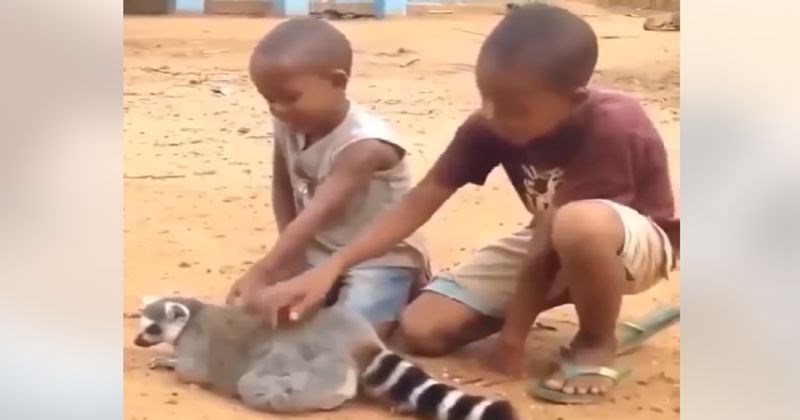 Djeca su mazila lemura, ono štose dogodilo kad su prestali raznježilo je milijune. Video je hit!