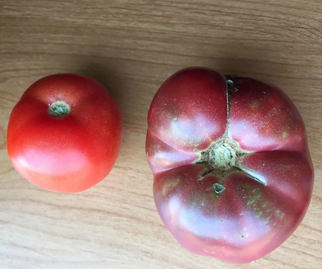Današnja rajčica vs. rajčica uzgojena iz 150 godina starog sjemena