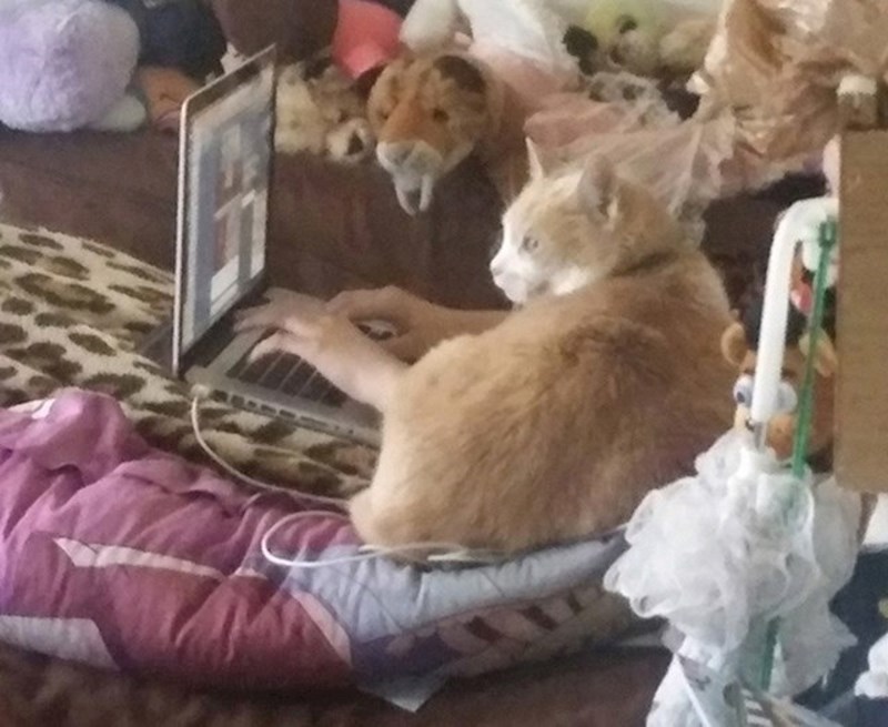 Na internetu nitko ne zna da je mačka!