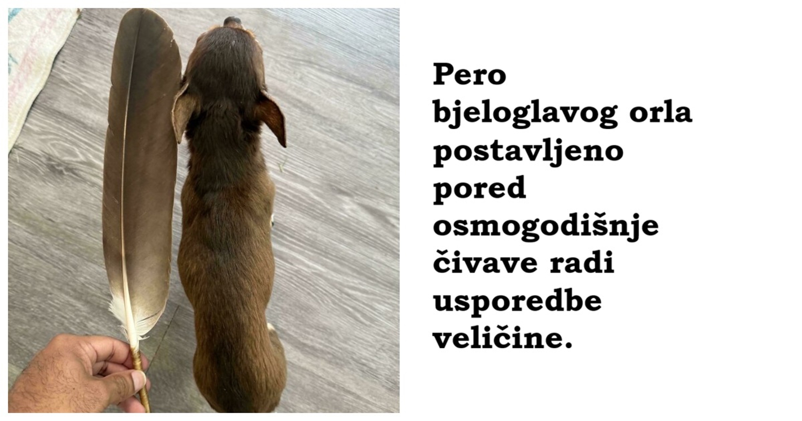 15 "blago zanimljivih" prizora koji će vas natjerati da zastanete na trenutak