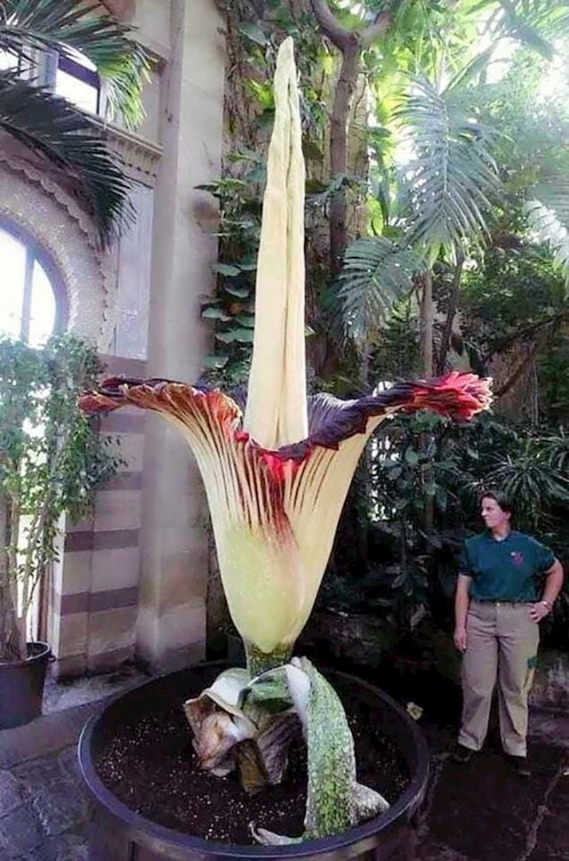 Amorphophallus Titanium, jedan od najvećih cvjetova na svijetu. Cvjeta jednom u 40 godina samo 4 dana!