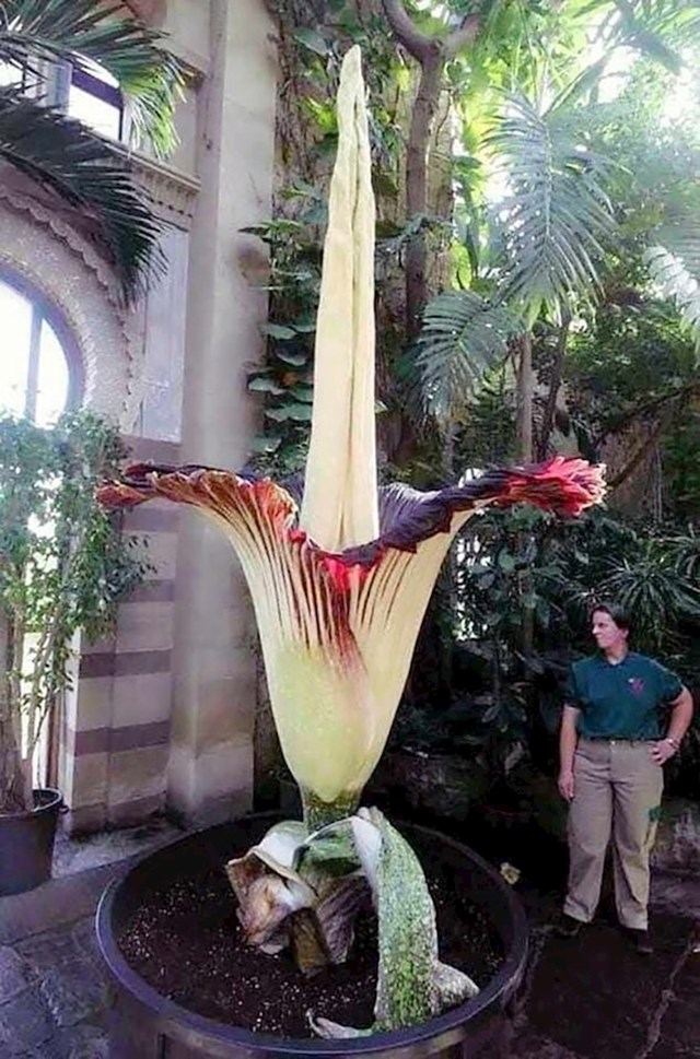 Amorphophallus Titanium, jedan od najvećih cvjetova na svijetu. Cvjeta jednom u 40 godina samo 4 dana!